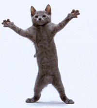 Dp bbm animasi kucing joget