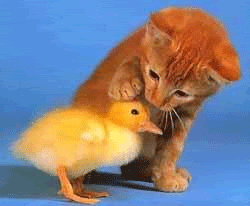 Dp bbm animasi lucu kucing dan itik