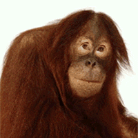 Dp bbm animasi orang utan lucu