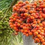 50 Manfaat Buah Pinang bagi Kesehatan Tubuh dan Cara Pengolahannya